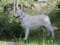 Puppys van Bliss040622-0131